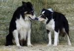 élevage de Border Collie élevage de Border collie