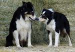 élevage de Border collie